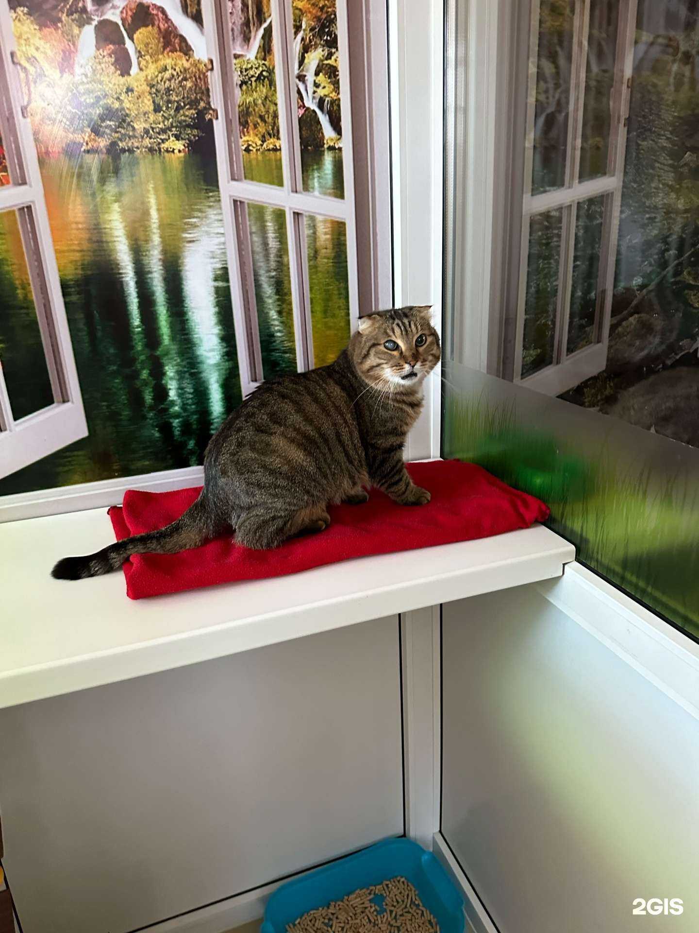 Отзывы на компанию Zoo ковчег в Майкопе c фото