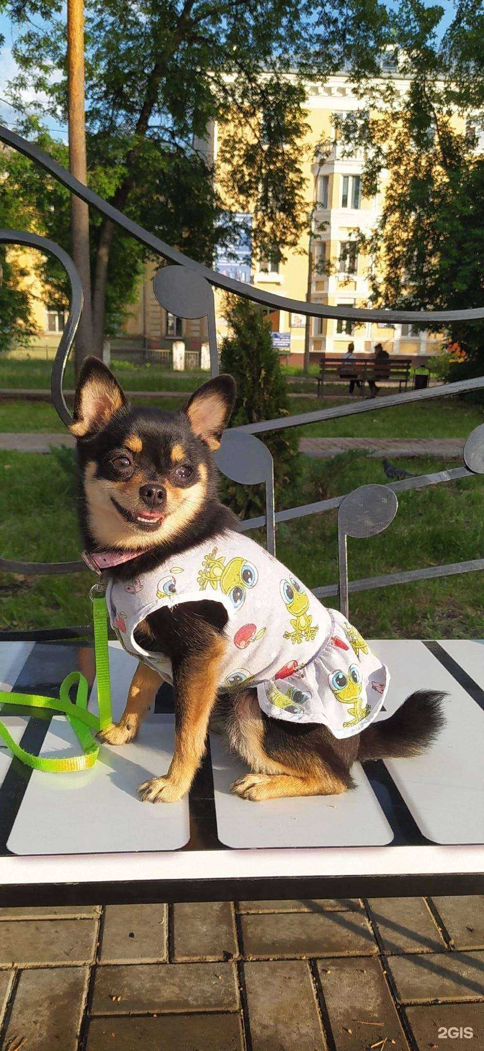 Отзывы на компанию Четыре лапы и усы в Краснокамске c фото