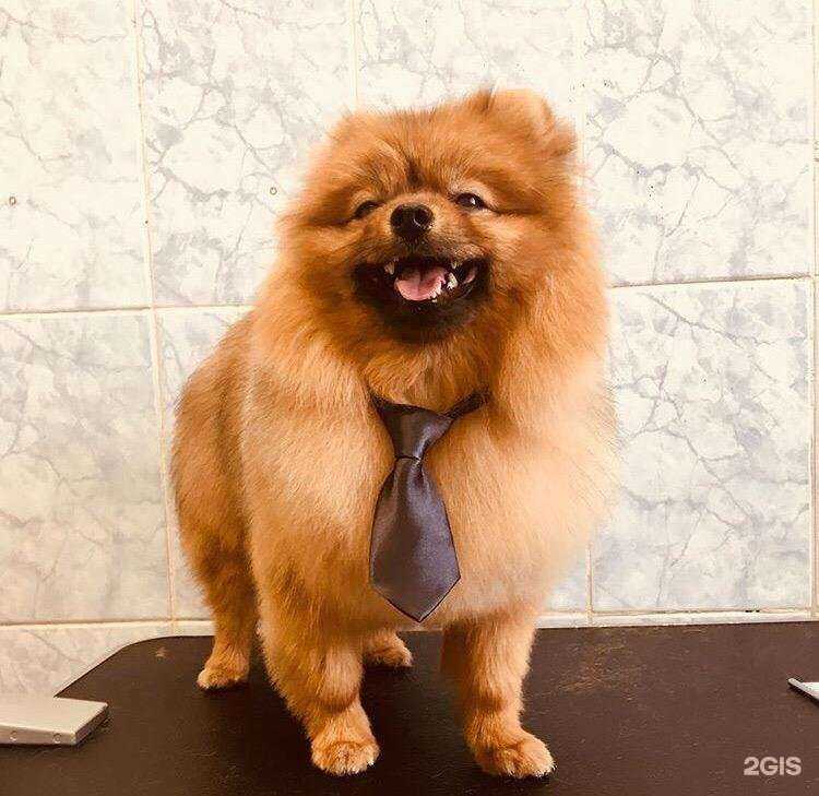 Отзывы на компанию Амикус в Красноярске c фото