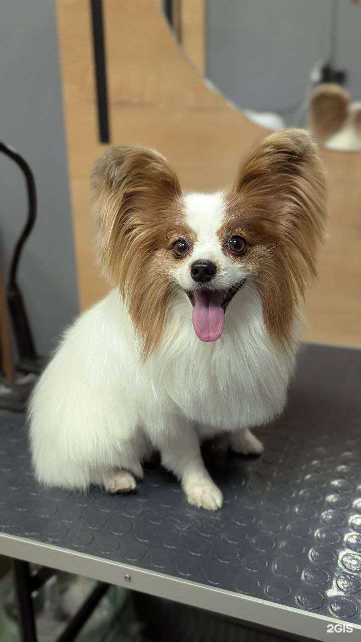 Отзывы на компанию SnoopDog в г. Новокузнецк c фото