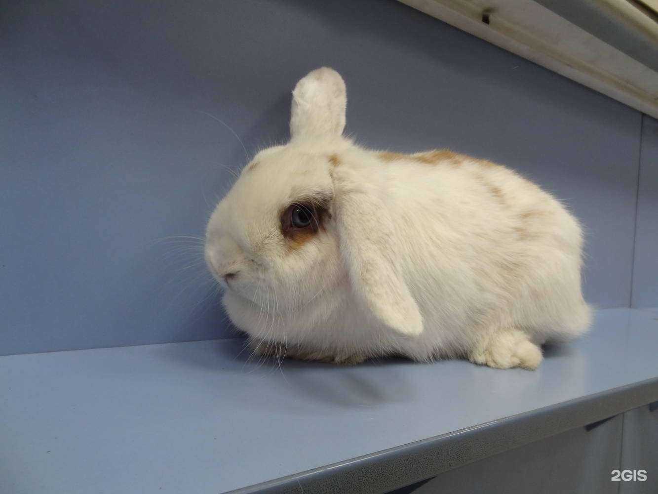 Отзывы на компанию Багира в Новосибирске c фото