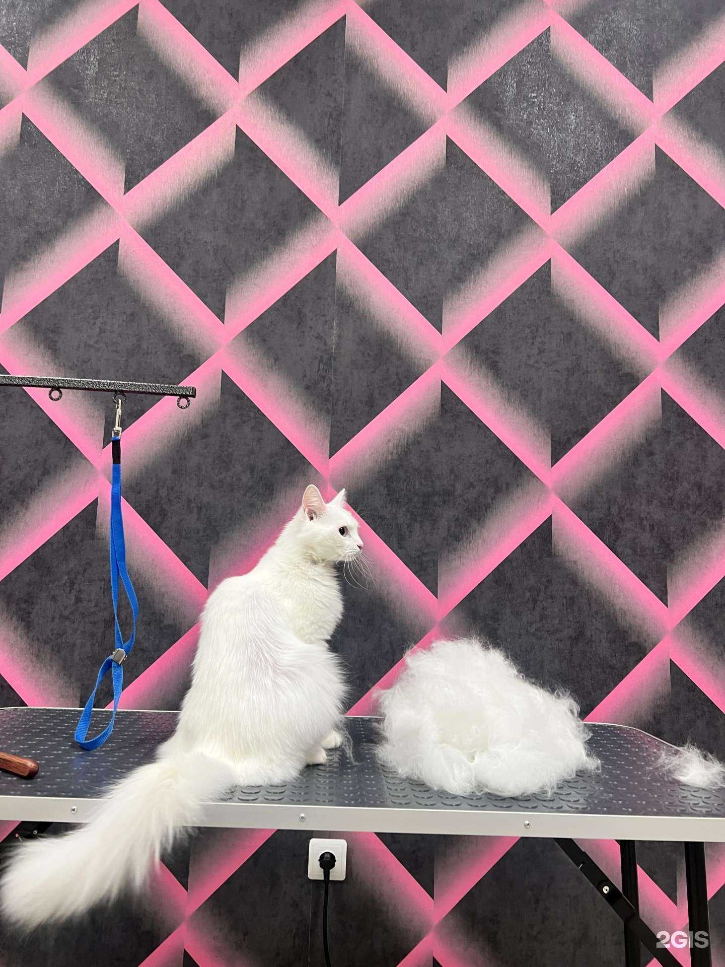 Отзывы на компанию Пушистые лапки в Томске c фото