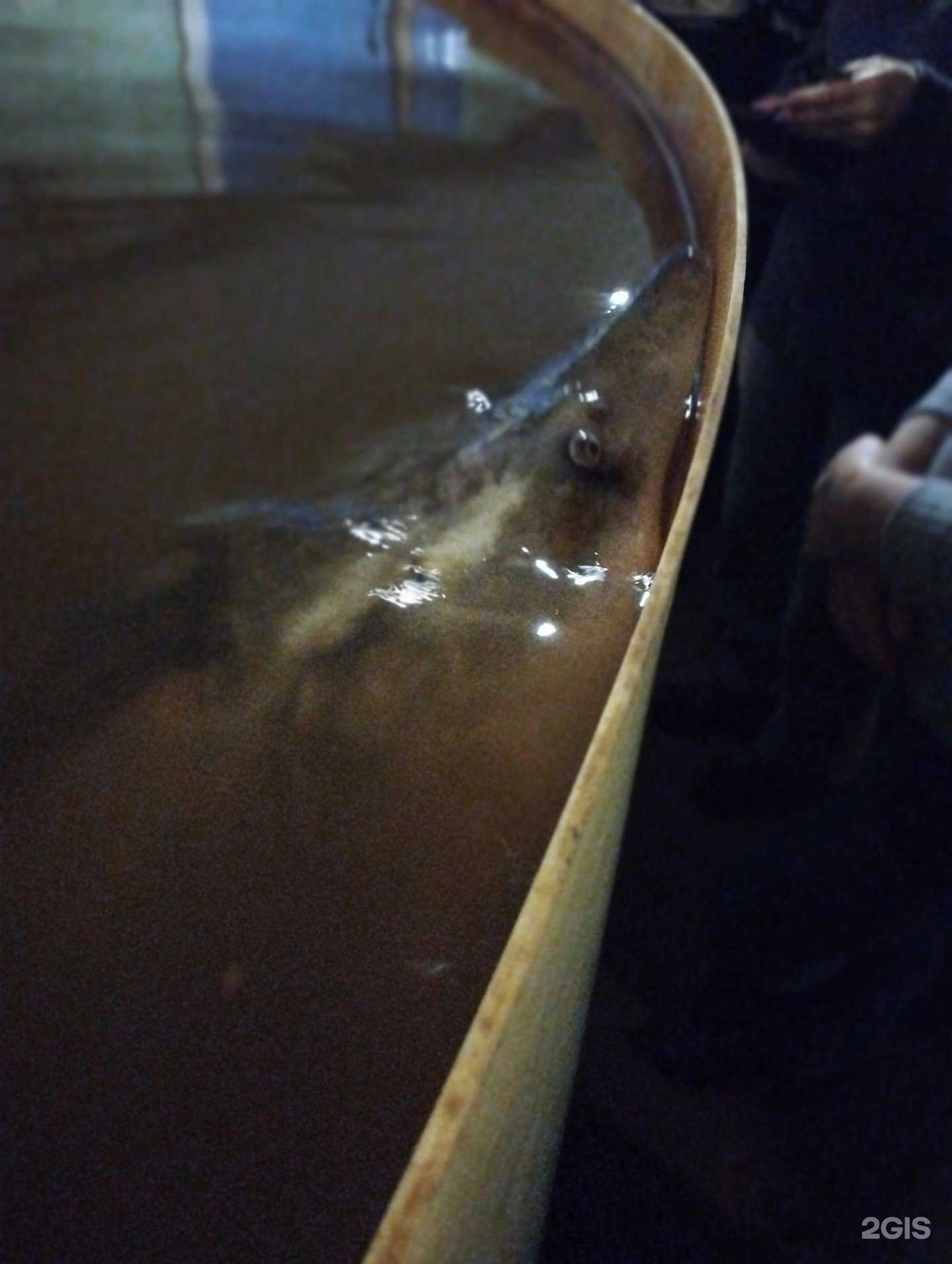 Отзывы на компанию Волжский осетр в Самаре c фото