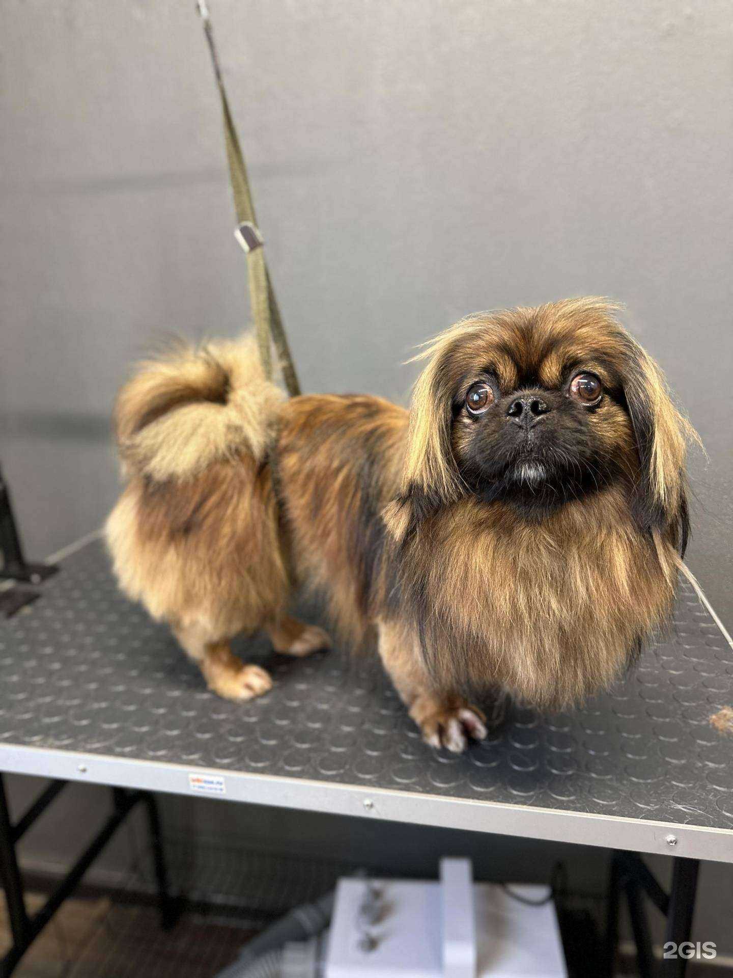 Отзывы на компанию SnoopDog в г. Новокузнецк c фото