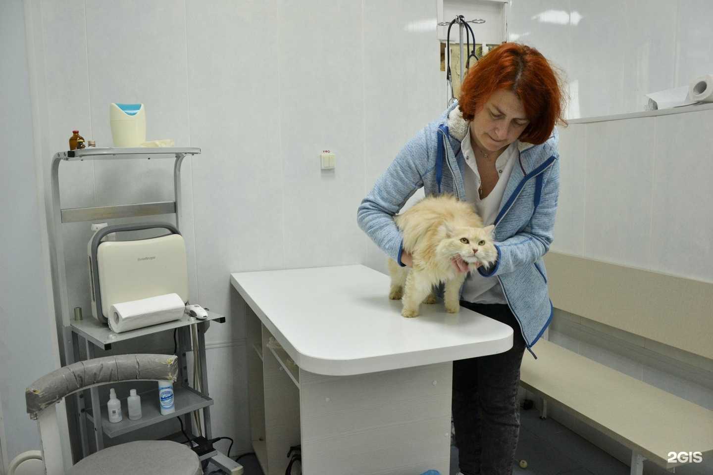 Отзывы на компанию Ветеринарная клиника доктора Шубина в Балакове c фото