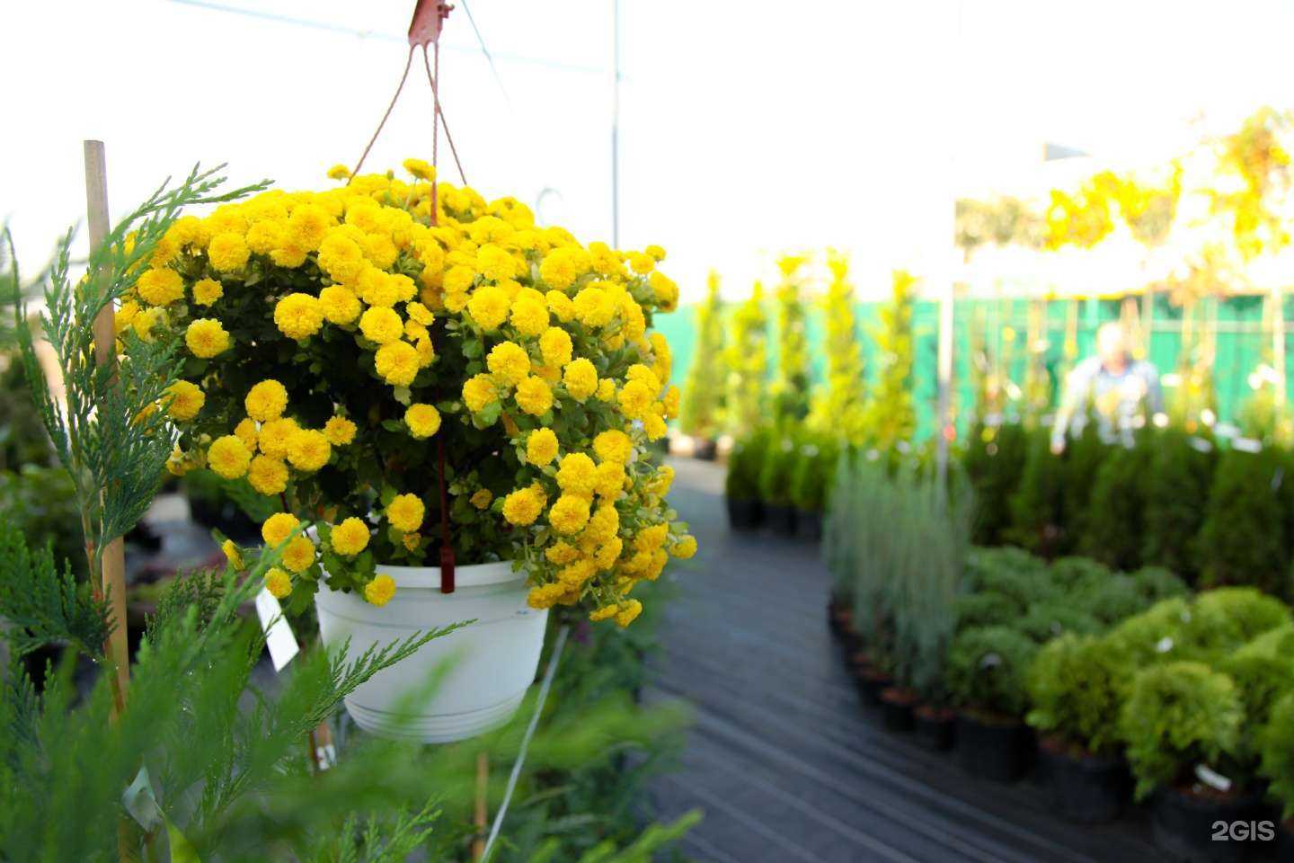 Отзывы на компанию Letto в Краснодаре c фото