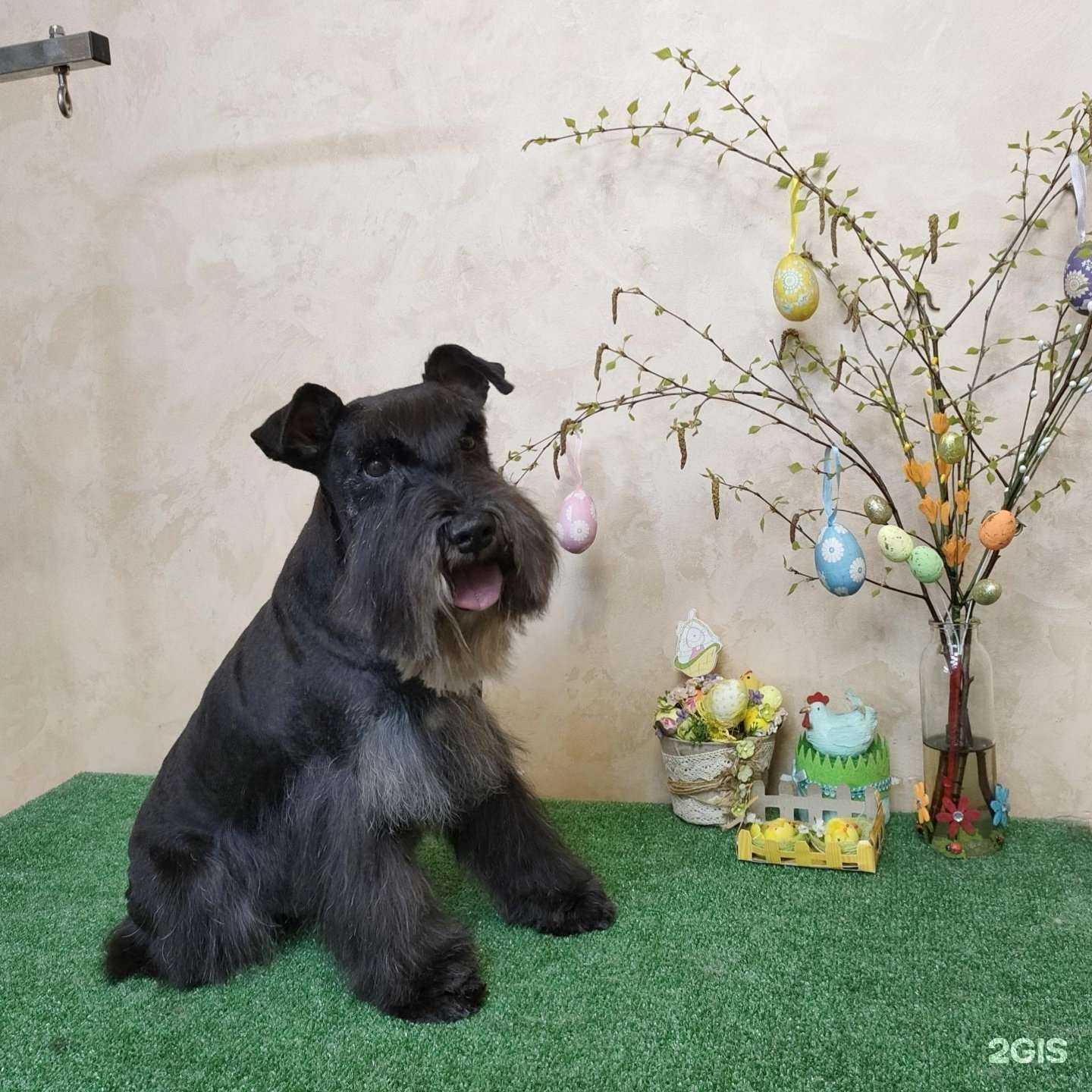 Отзывы на компанию Пушистый модник в Чебоксарах c фото