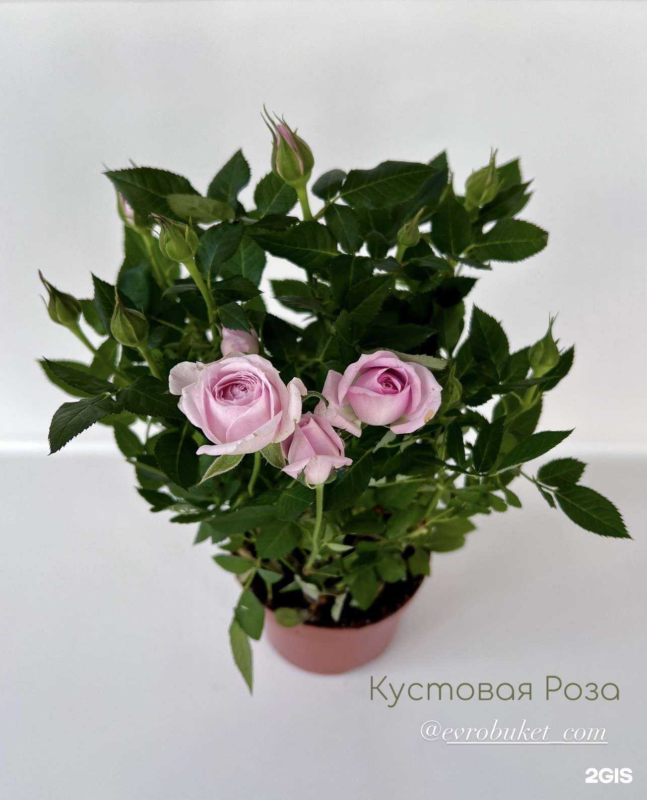 Отзывы на компанию Евро букет в г. Владивосток c фото