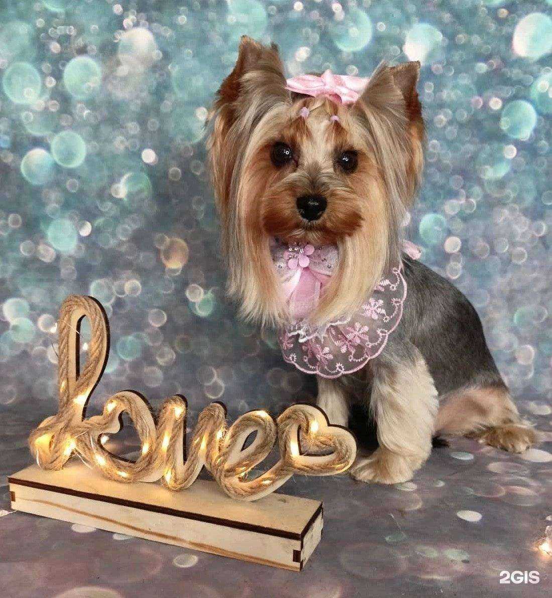 Отзывы на компанию Happy pet в Первоуральске c фото