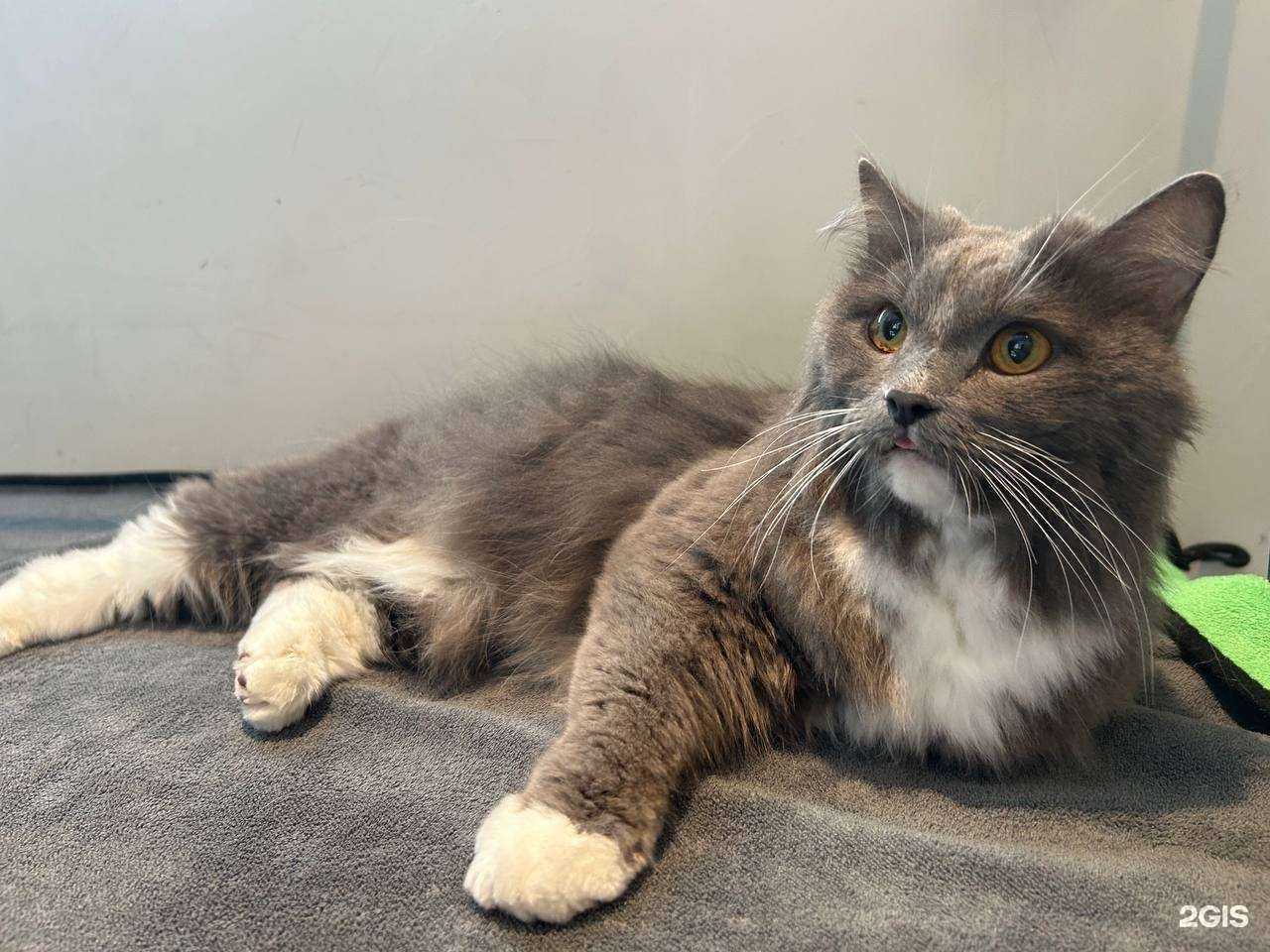 Отзывы на компанию Хвостик Groom в г. Челябинск c фото