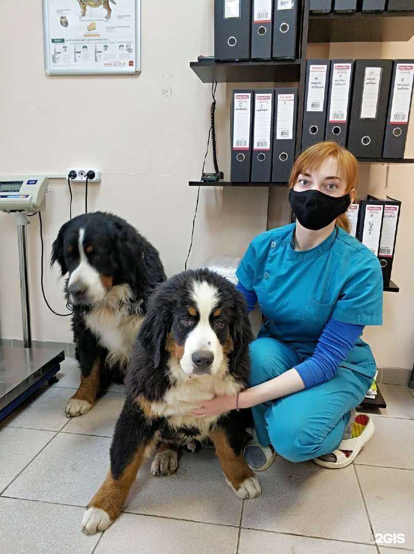 Отзывы на компанию Профессорская ветеринарная клиника в Перми c фото