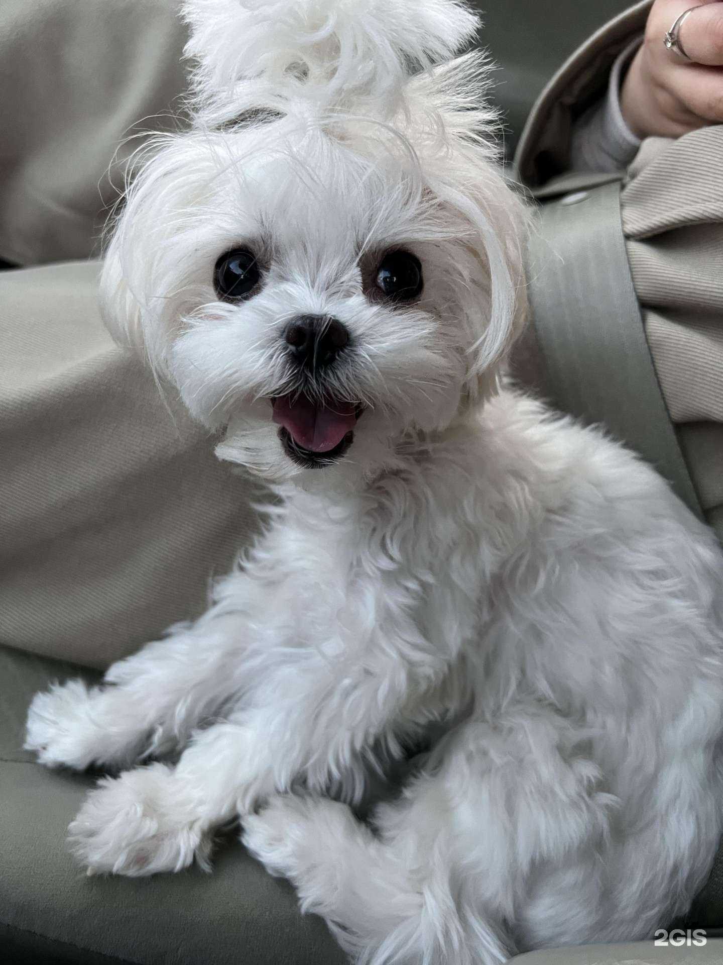 Отзывы на компанию Перчини в Томске c фото