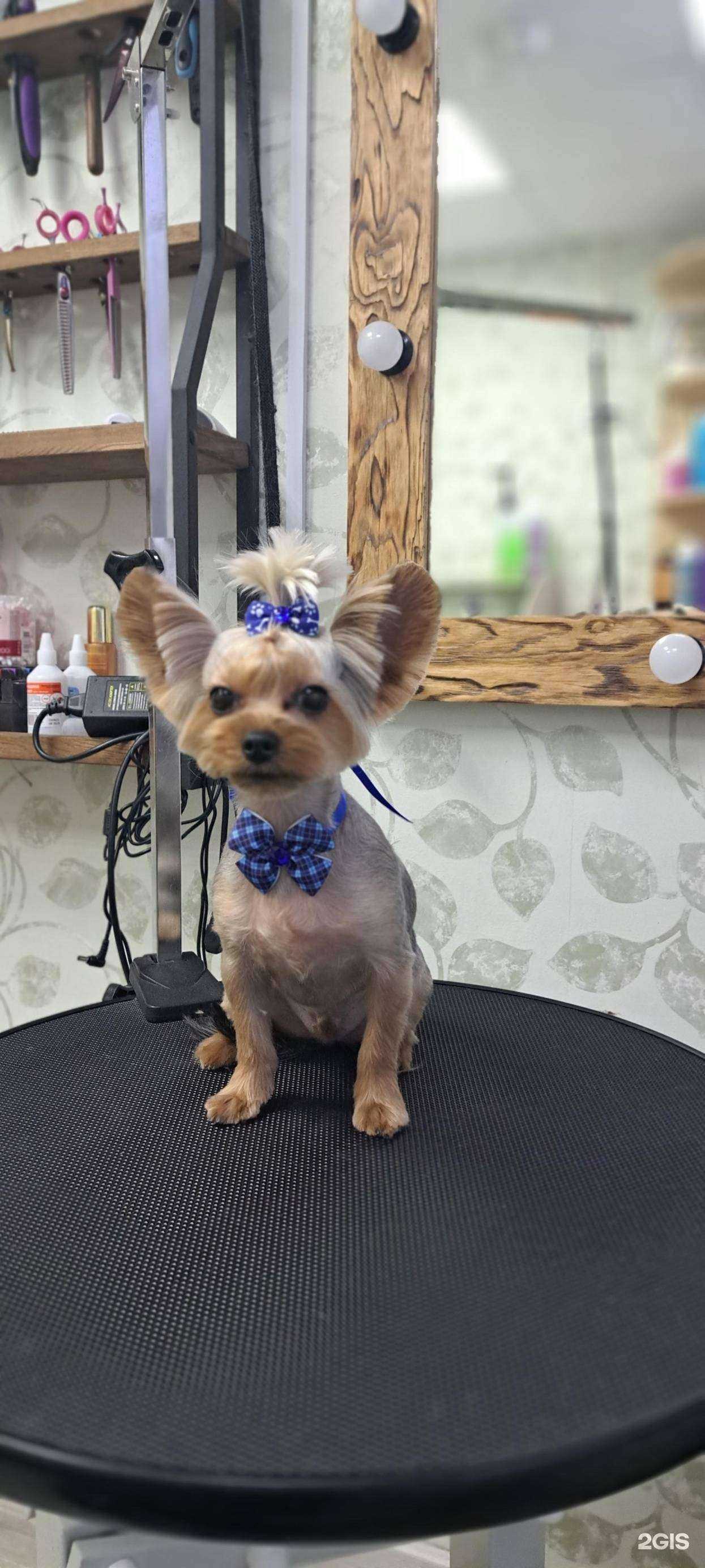 Отзывы на компанию Eshkin kot в г. Ноябрьск c фото