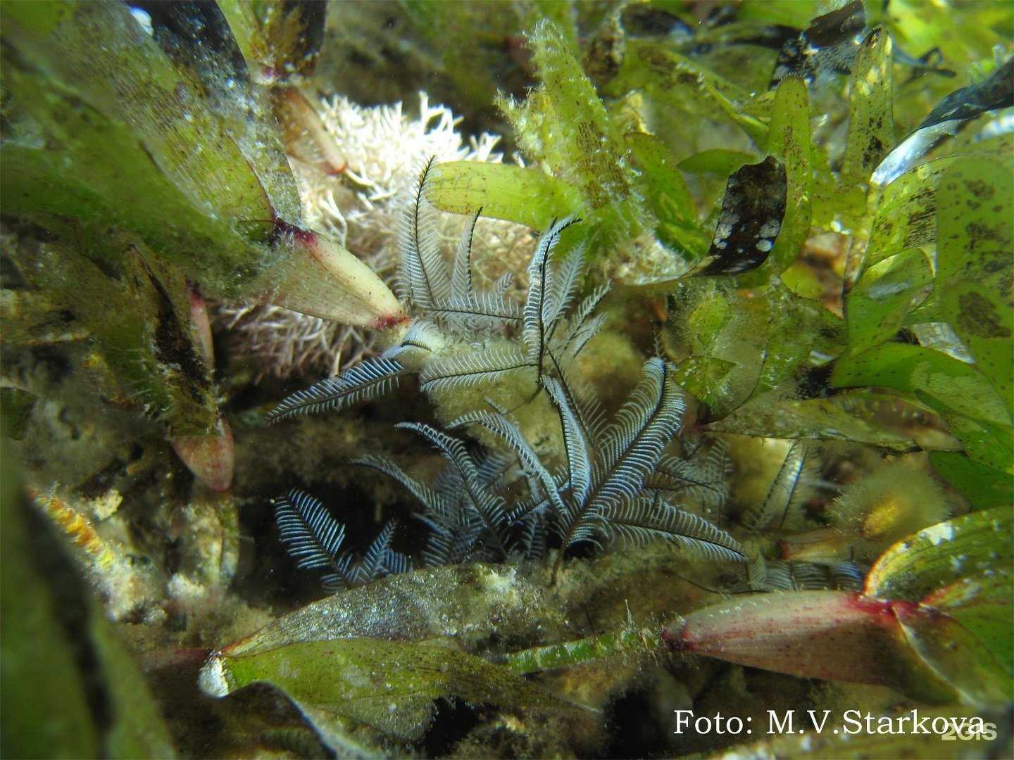 Отзывы на компанию Альвис в Туле c фото