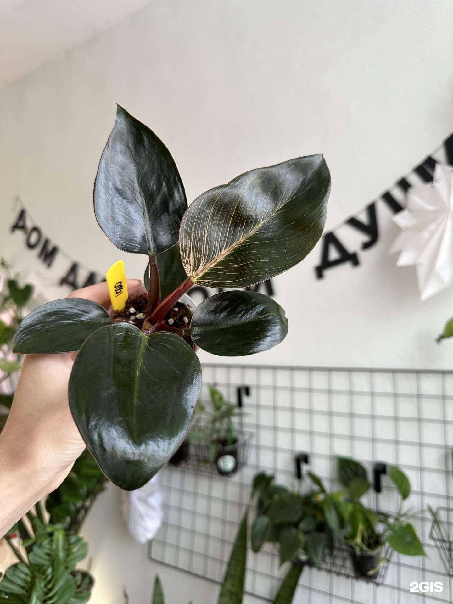 Отзывы на компанию Зеленая птичка в Кемерове c фото