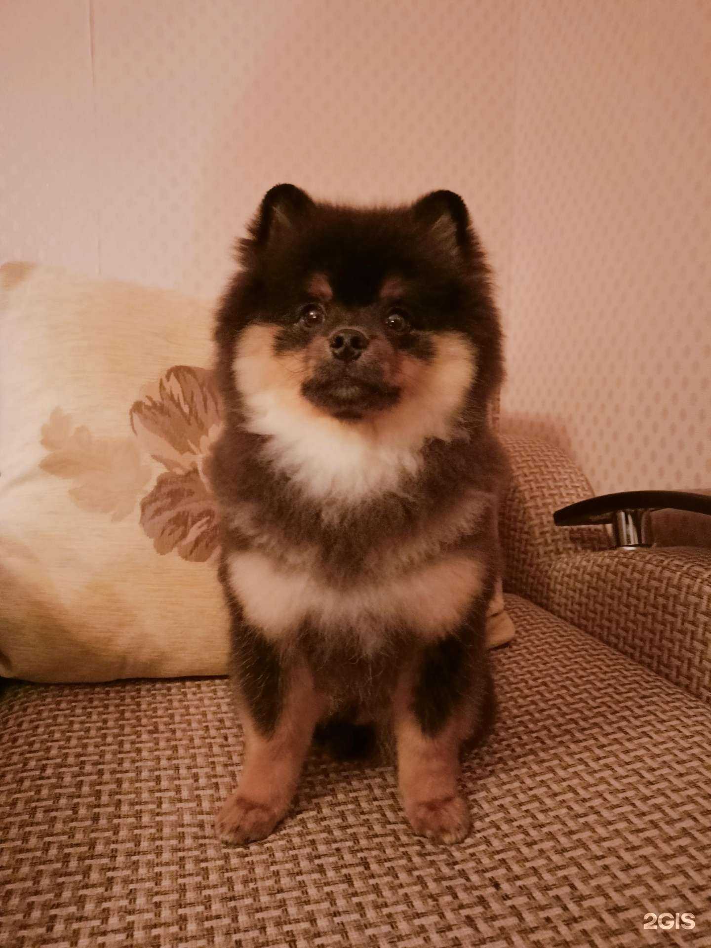 Отзывы на компанию Старооскольская городская участковая ветеринарная лечебница в г. Старый Оскол c фото