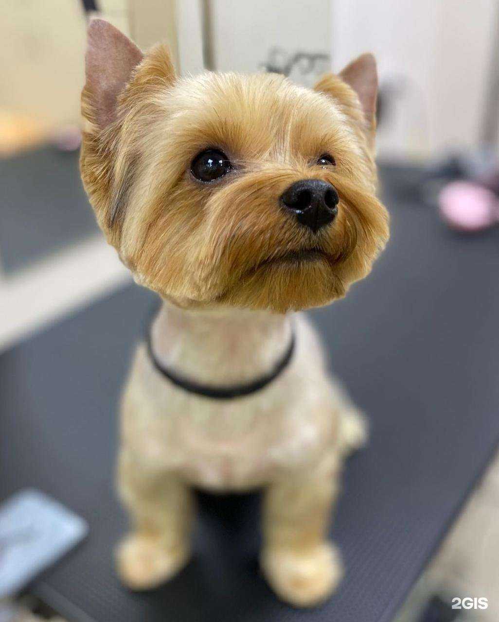 Отзывы на компанию Зоомир Оазиса в Новосибирске c фото