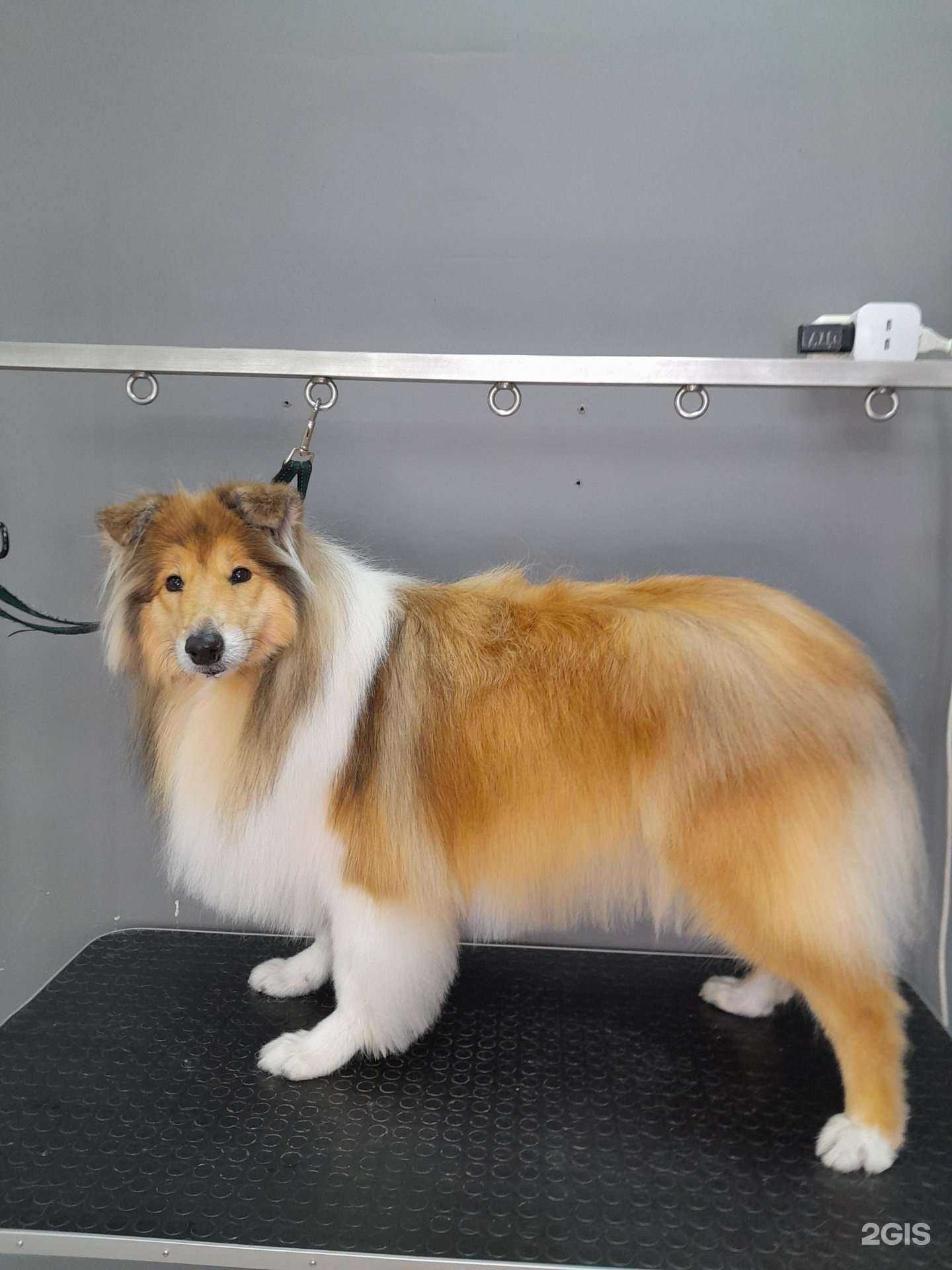 Отзывы на компанию Groom Room в Новосибирске c фото