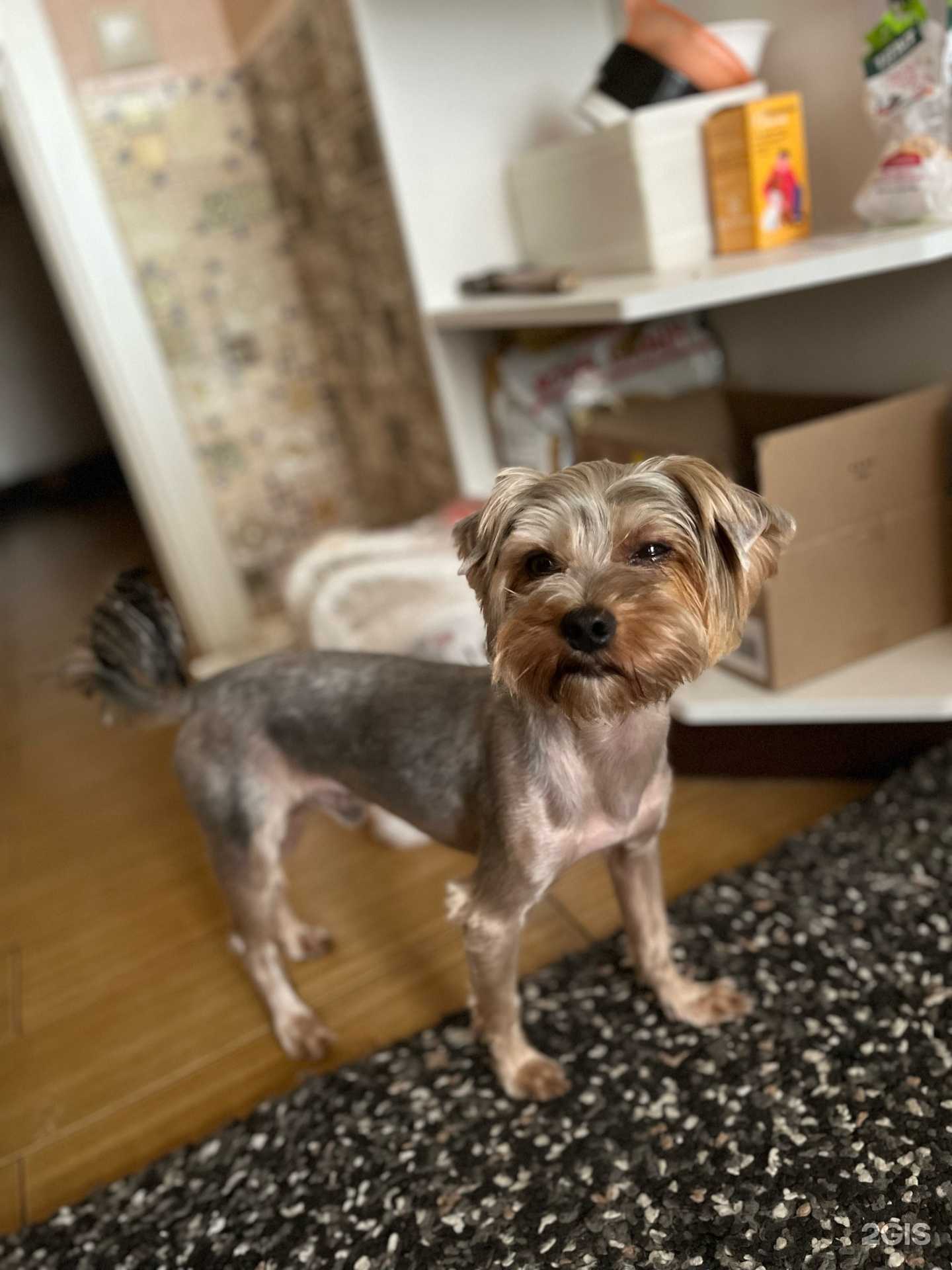 Отзывы на компанию Корги vet в Воронеже c фото