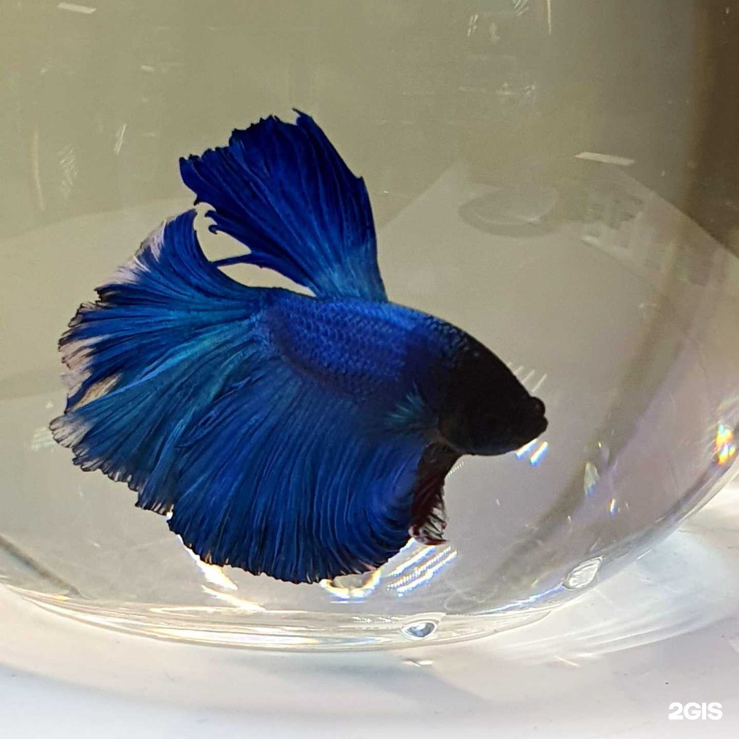 Отзывы на компанию Фишка в г. Петропавловск-Камчатский c фото