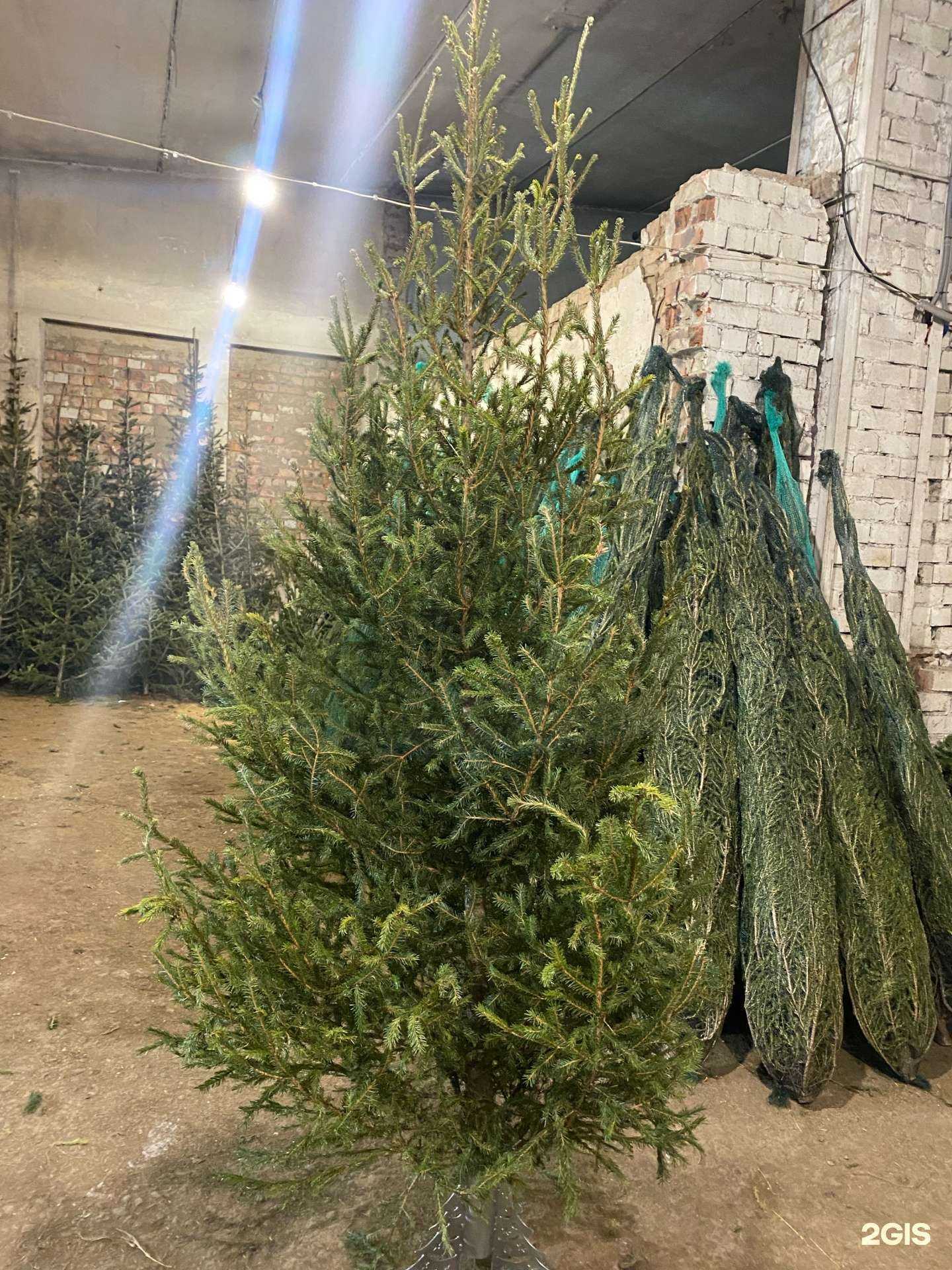 Отзывы на компанию Компания по продаже живых елок в Иркутске c фото
