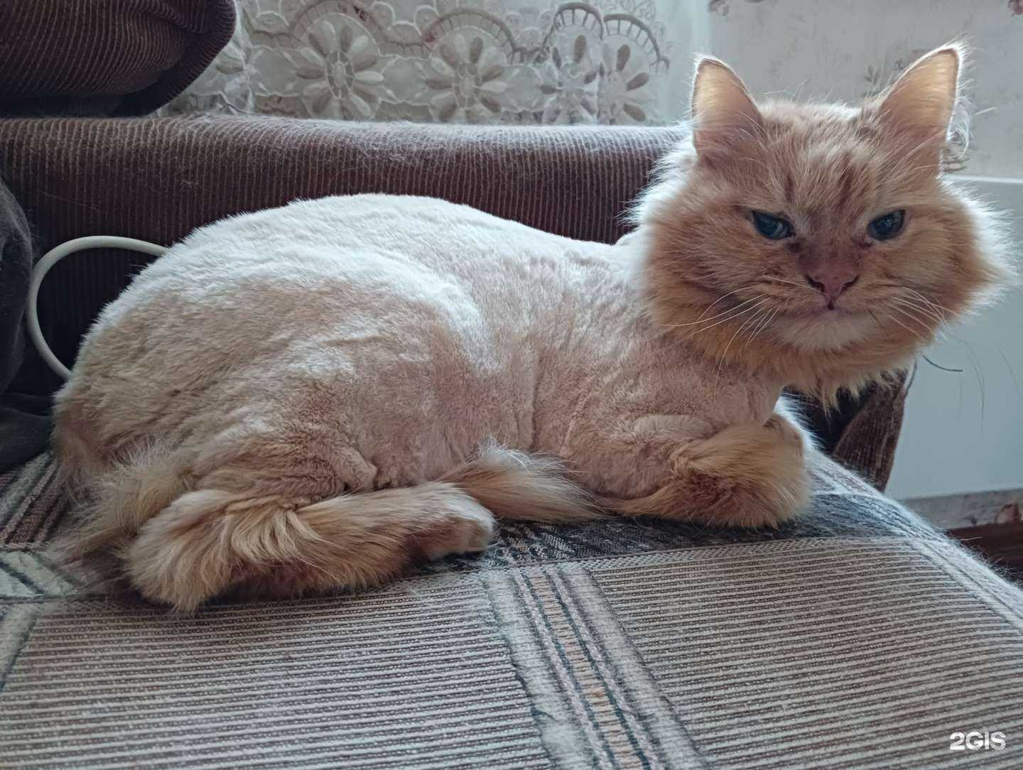 Отзывы на компанию Petz Groom в г. Нижний Новгород c фото