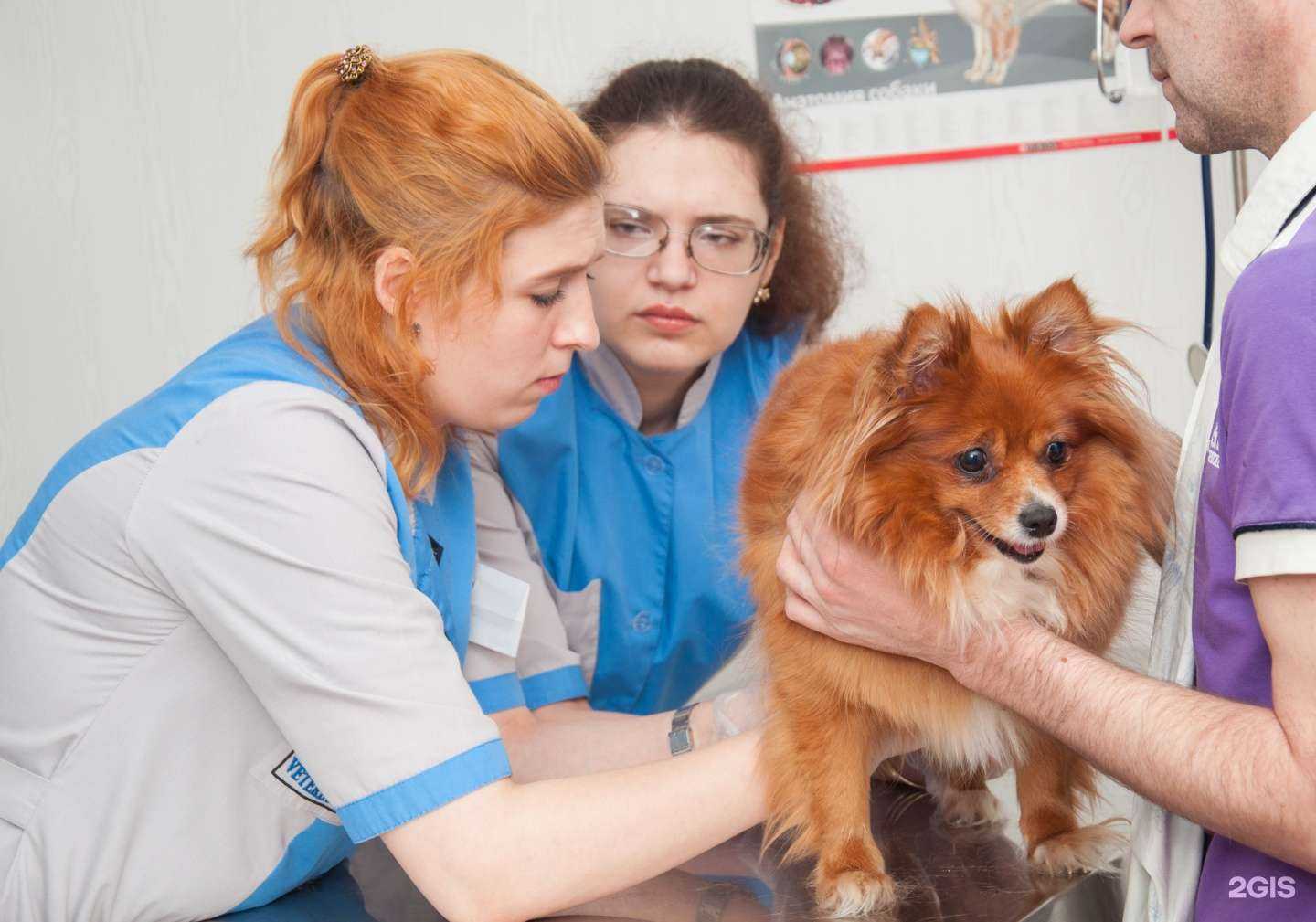 Отзывы на компанию Ветеринар 54 в Новосибирске c фото