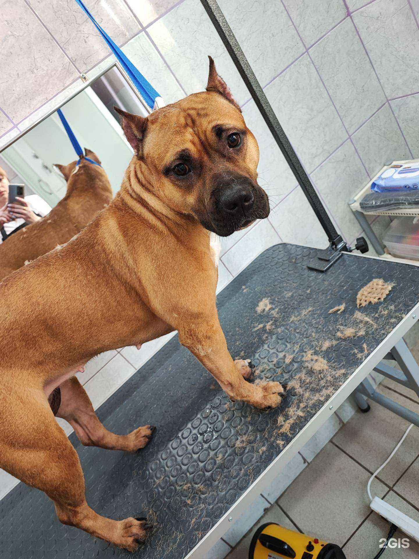 Отзывы на компанию ЗооСтиль в г. Пенза c фото