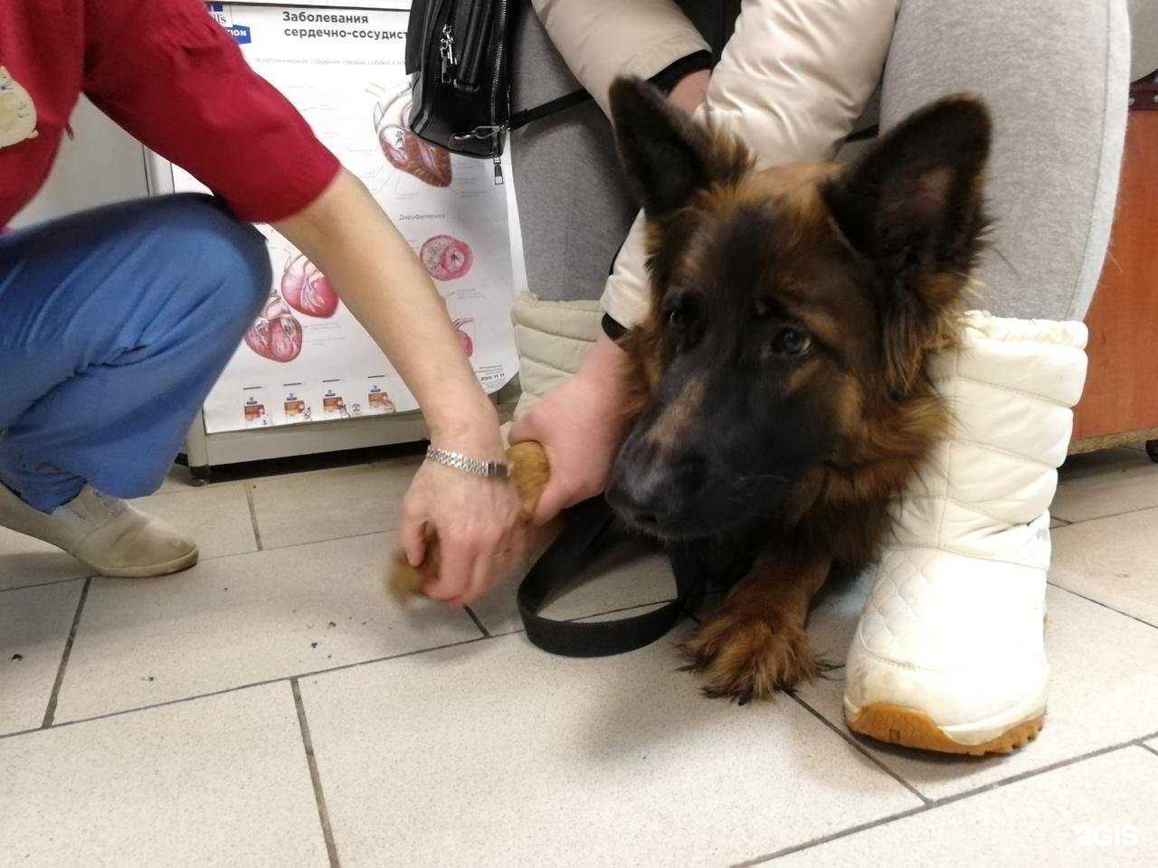 Отзывы на компанию Планета животных в г. Пермь c фото