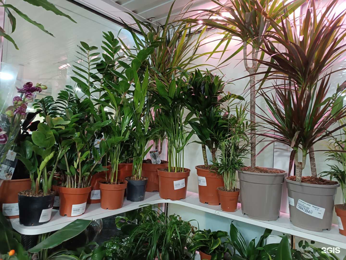 Отзывы на компанию Магазин комнатных растений в Нальчике c фото