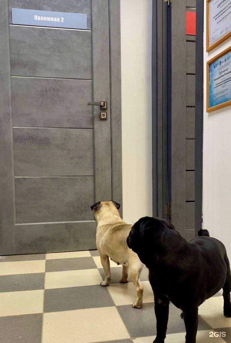 Отзывы на компанию ЗооСфера в Саранске c фото