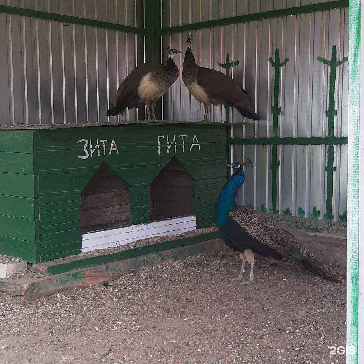 Отзывы на компанию Белый налив в Великом Новгороде c фото