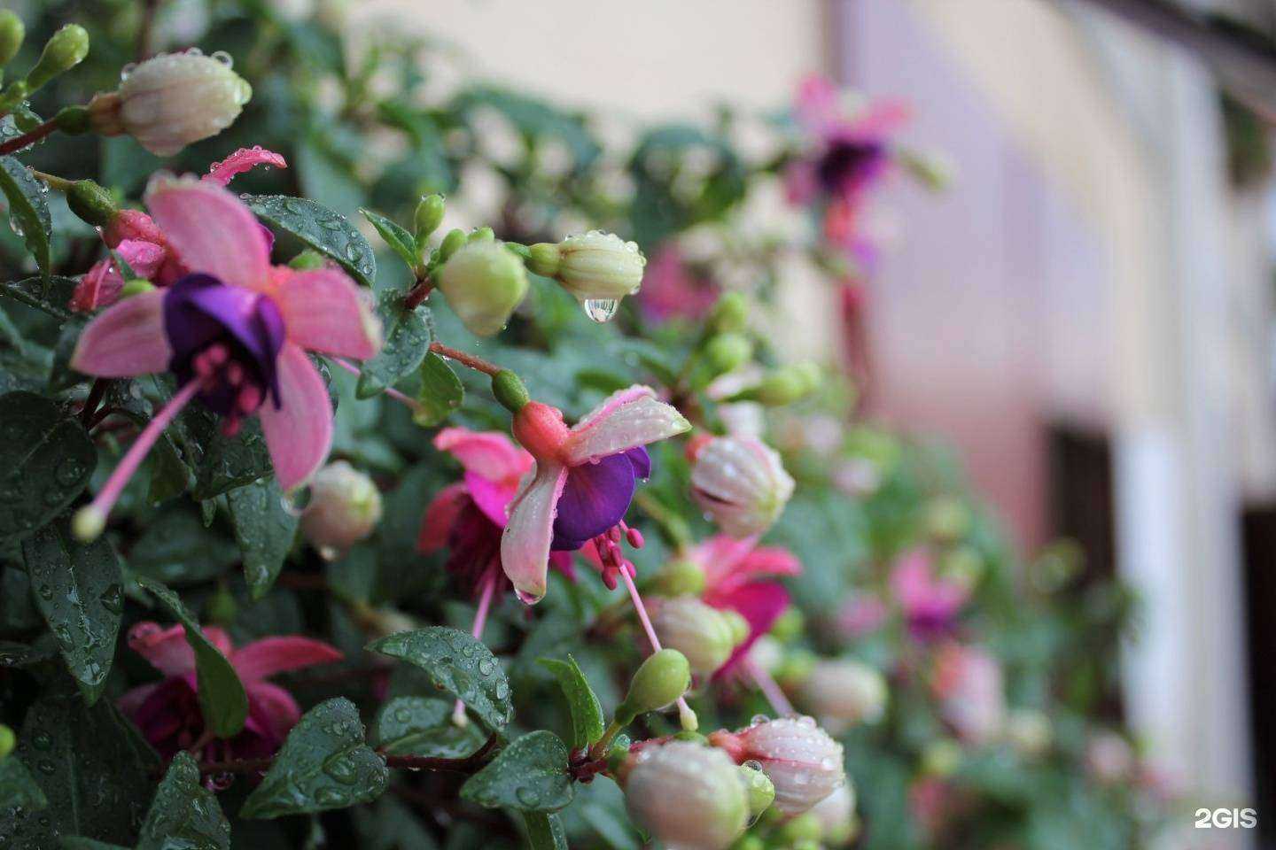 Отзывы на компанию Питомник Вашутино в Химках c фото