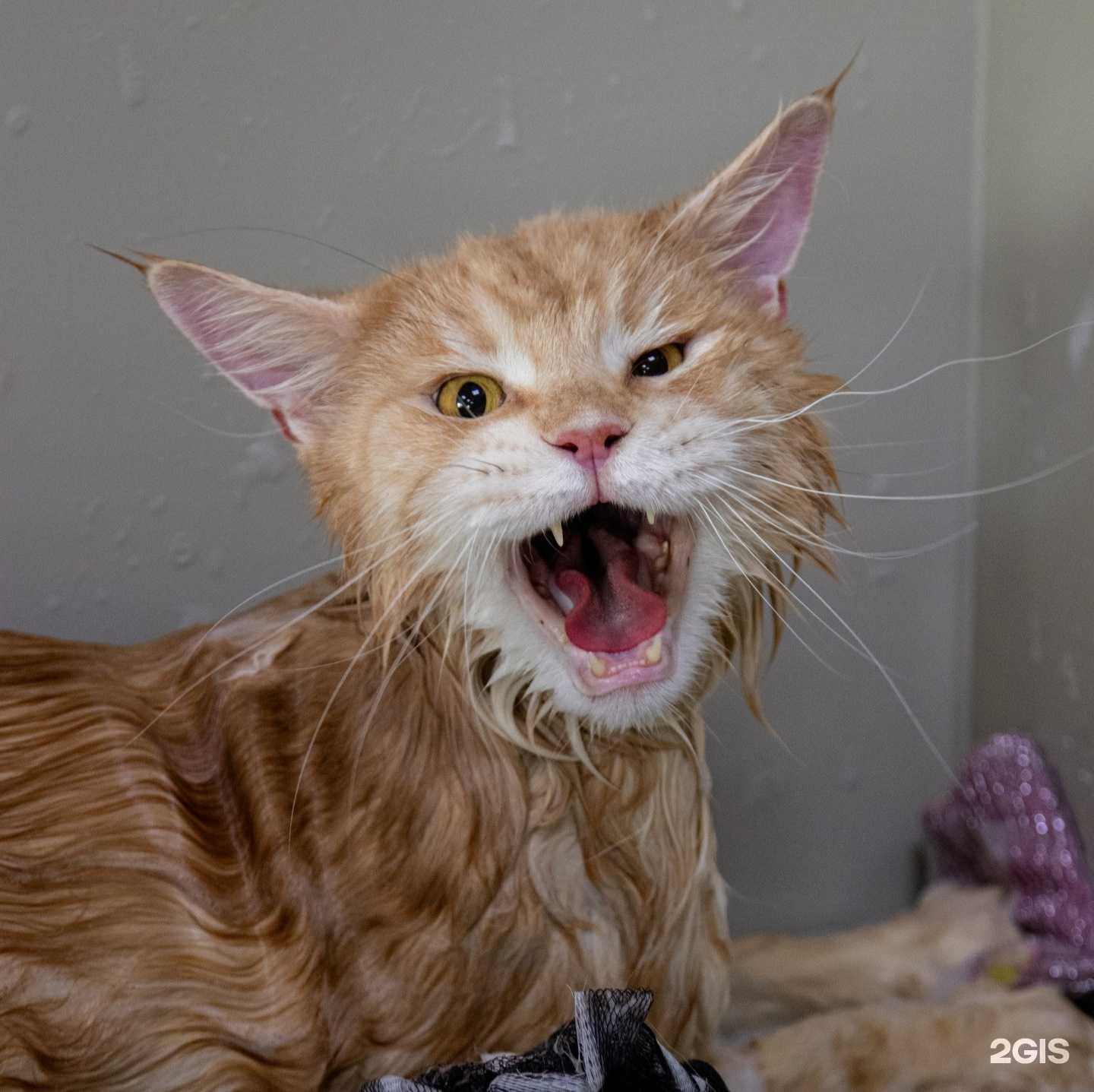 Отзывы на компанию Моська в г. Нижний Новгород c фото