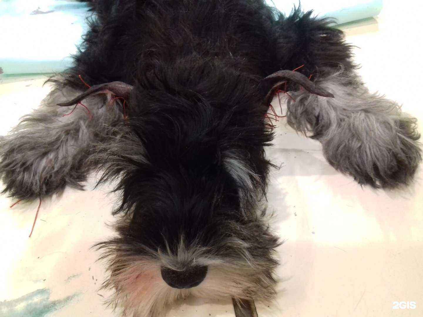 Отзывы на компанию Кот и пес в Тольятти c фото