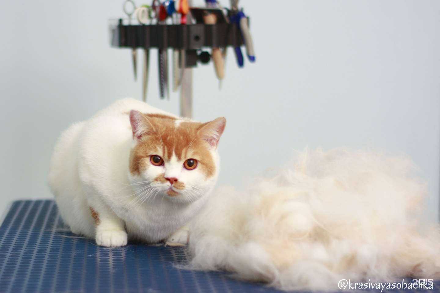 Отзывы на компанию Красивая собачка в Екатеринбурге c фото