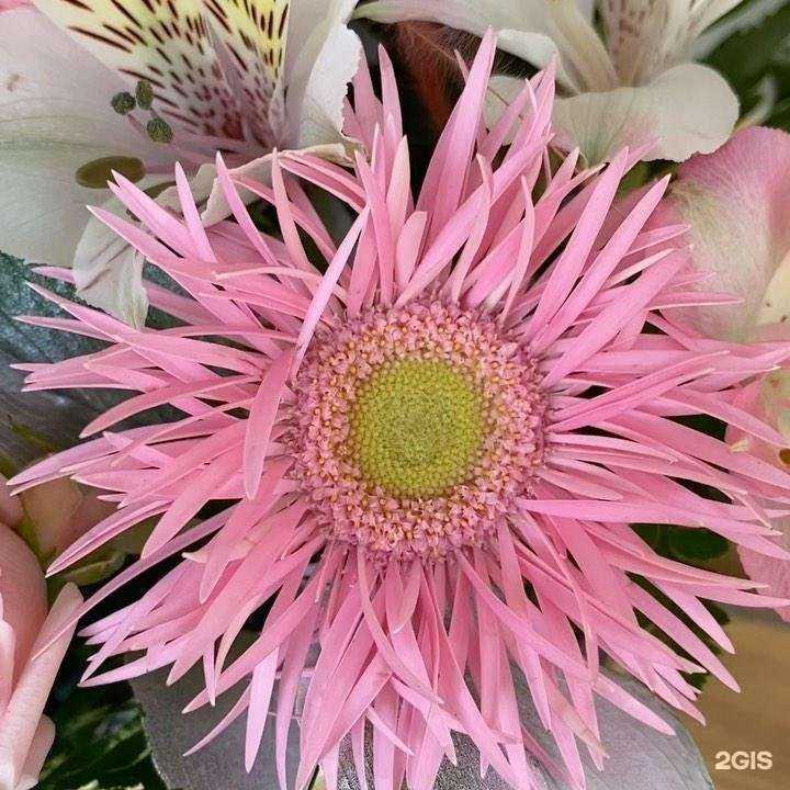 Отзывы на компанию Buketberry в г. Нижнекамск c фото