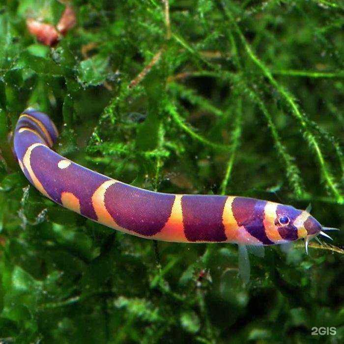 Отзывы на компанию AlexAquaShop.ru в Екатеринбурге c фото