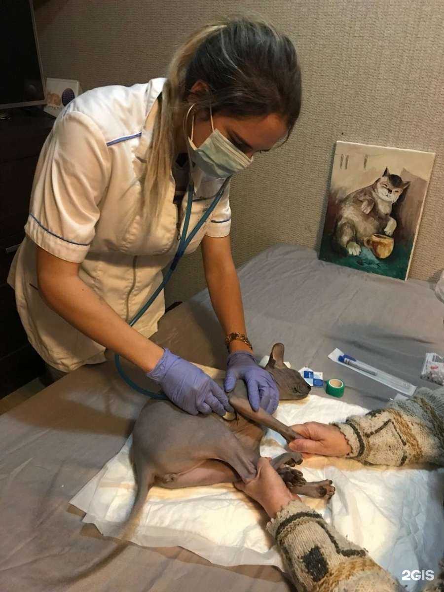 Отзывы на компанию Ветеринар22 в г. Барнаул c фото