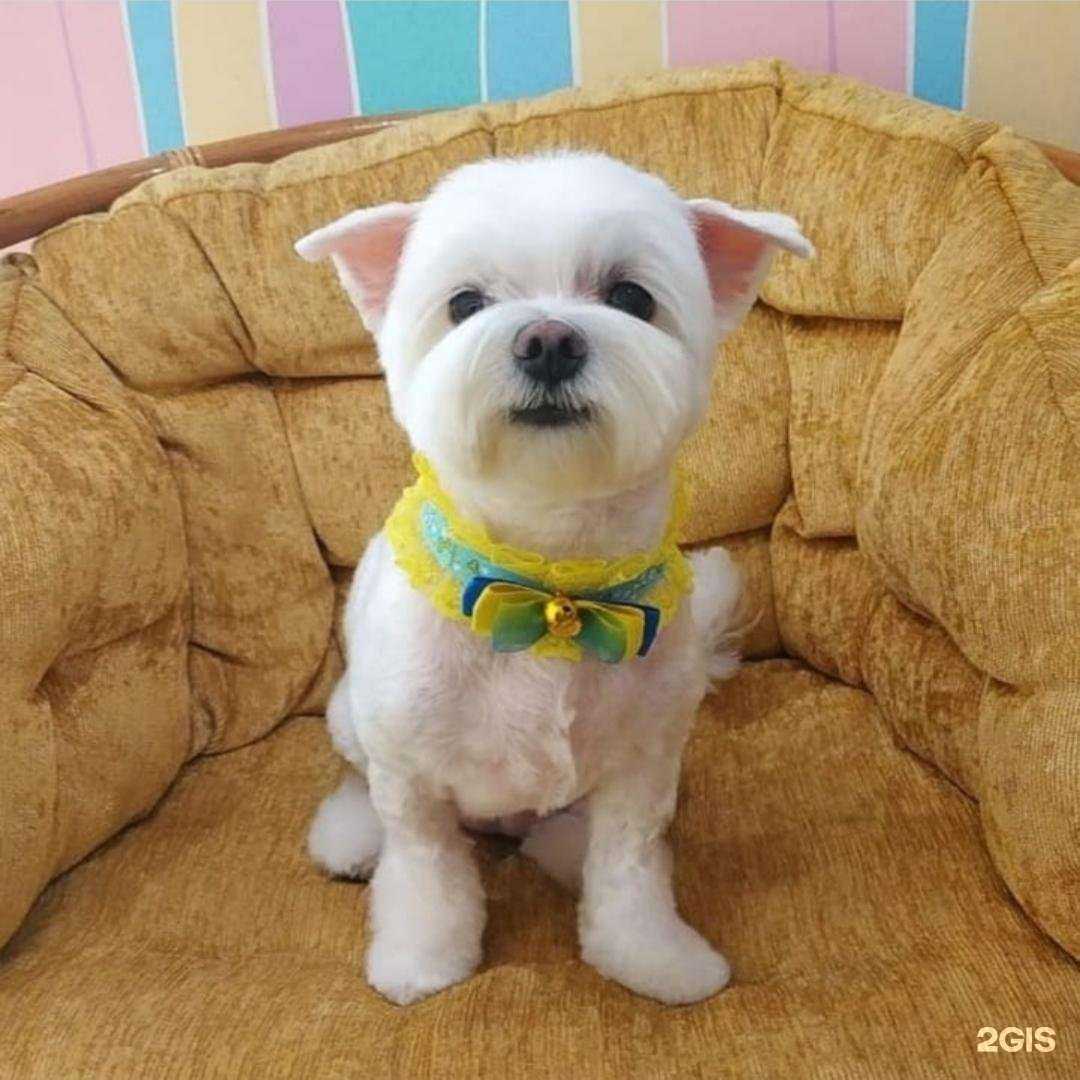 Отзывы на компанию Wow Dog в Краснодаре c фото