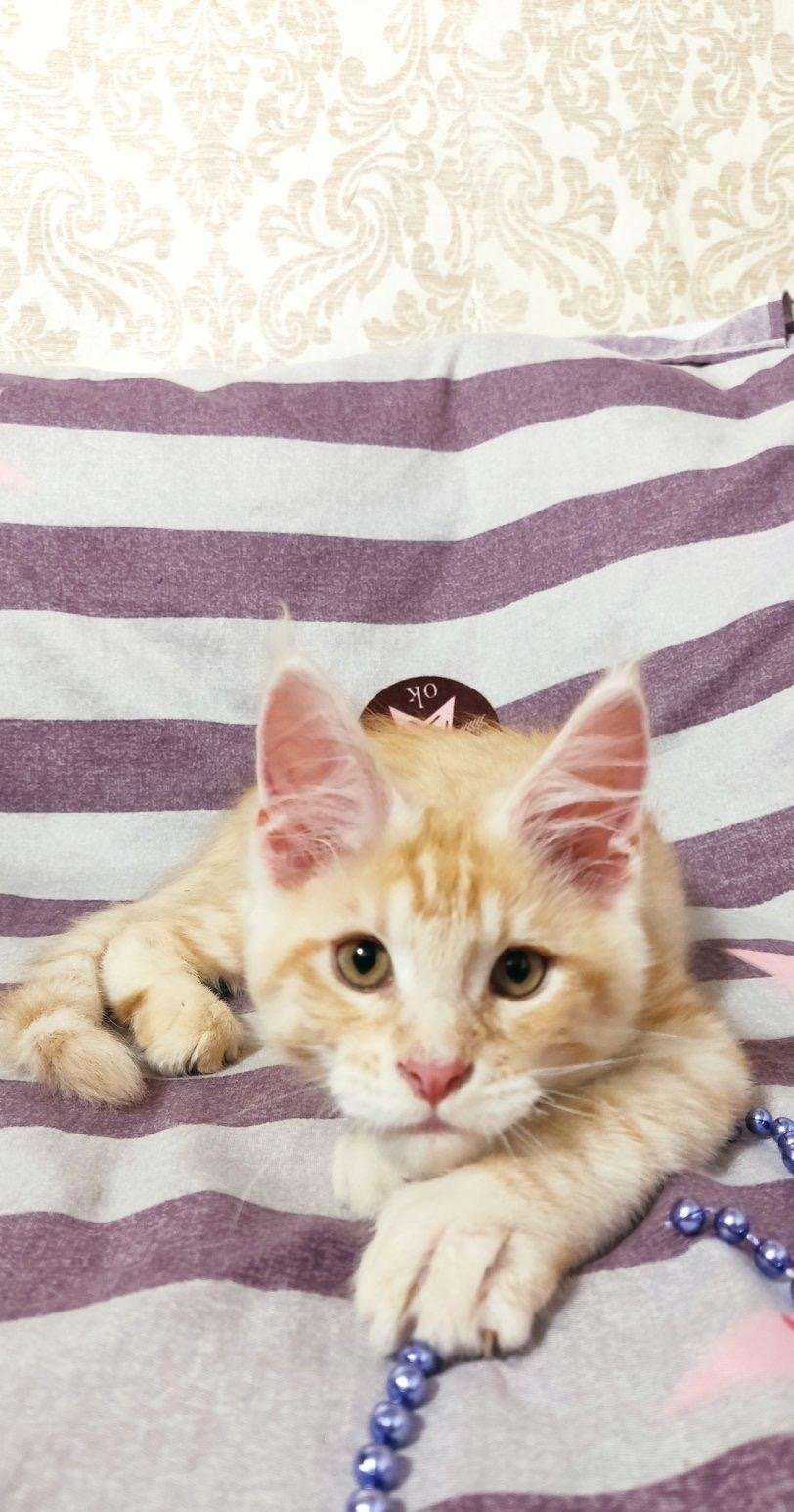 Отзывы на компанию Энимал Вет в г. Сургут c фото