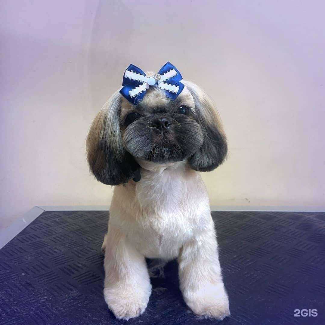 Отзывы на компанию Груминг-салон в г. Магнитогорск c фото