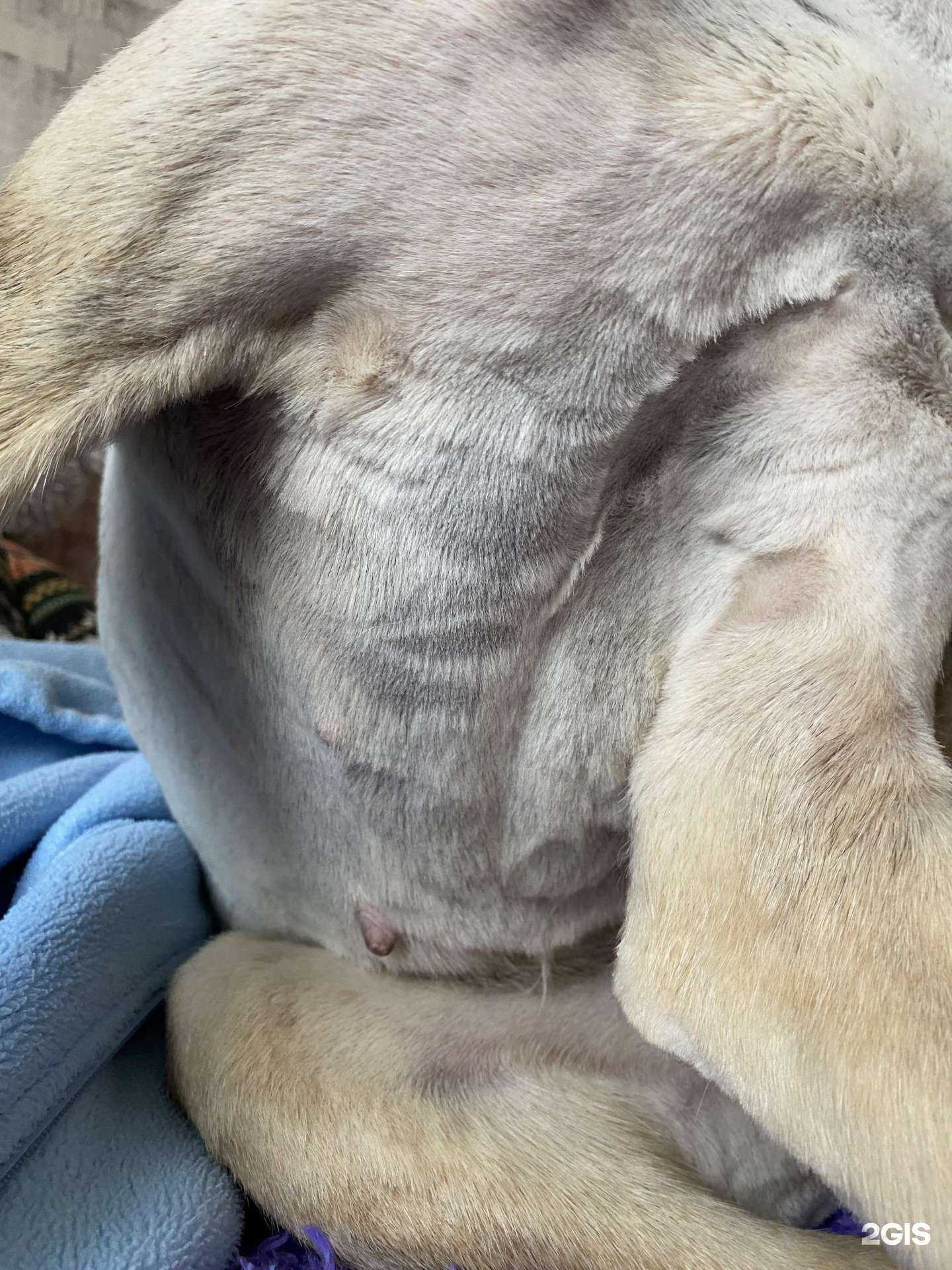 Отзывы на компанию Шнауцеры и не только в Омске c фото