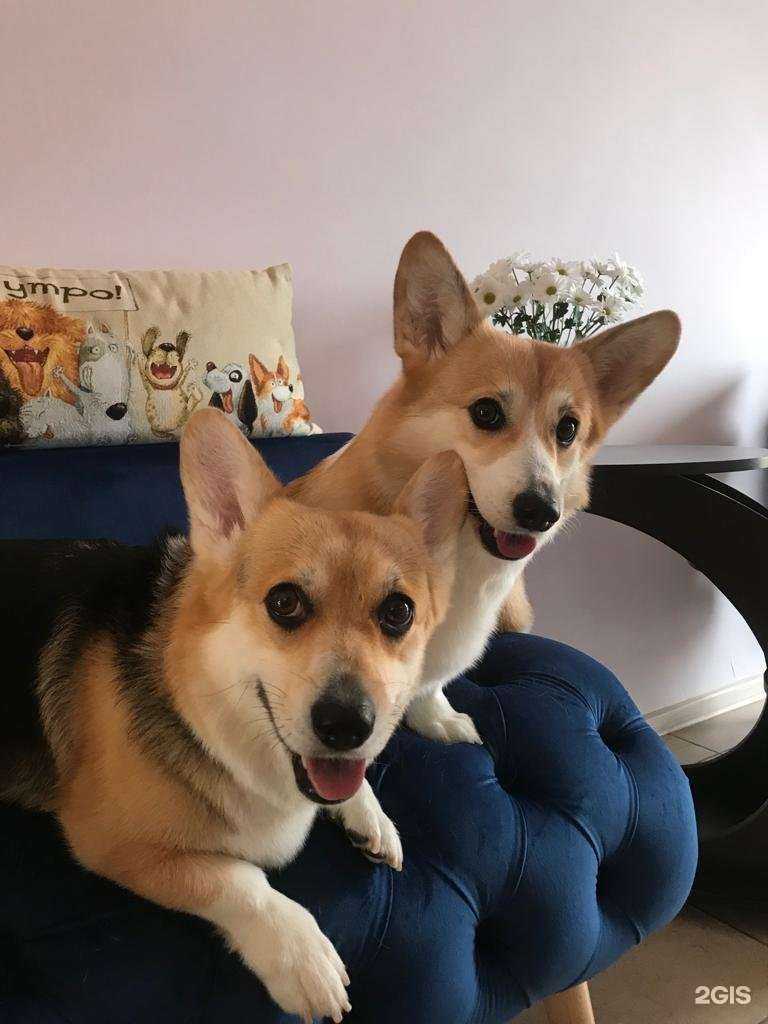 Отзывы на компанию СтригУшки Зоо в г. Краснодар c фото