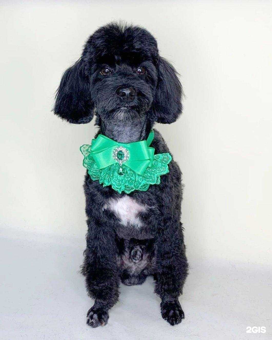 Отзывы на компанию Каштанка в Ишимбае c фото