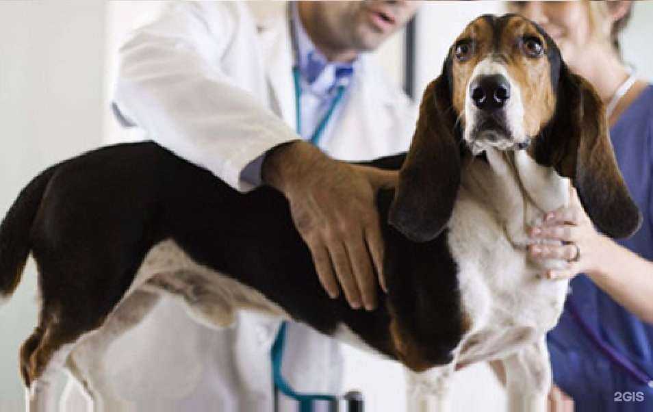 Отзывы на компанию Доктор Айболит в г. Екатеринбург c фото