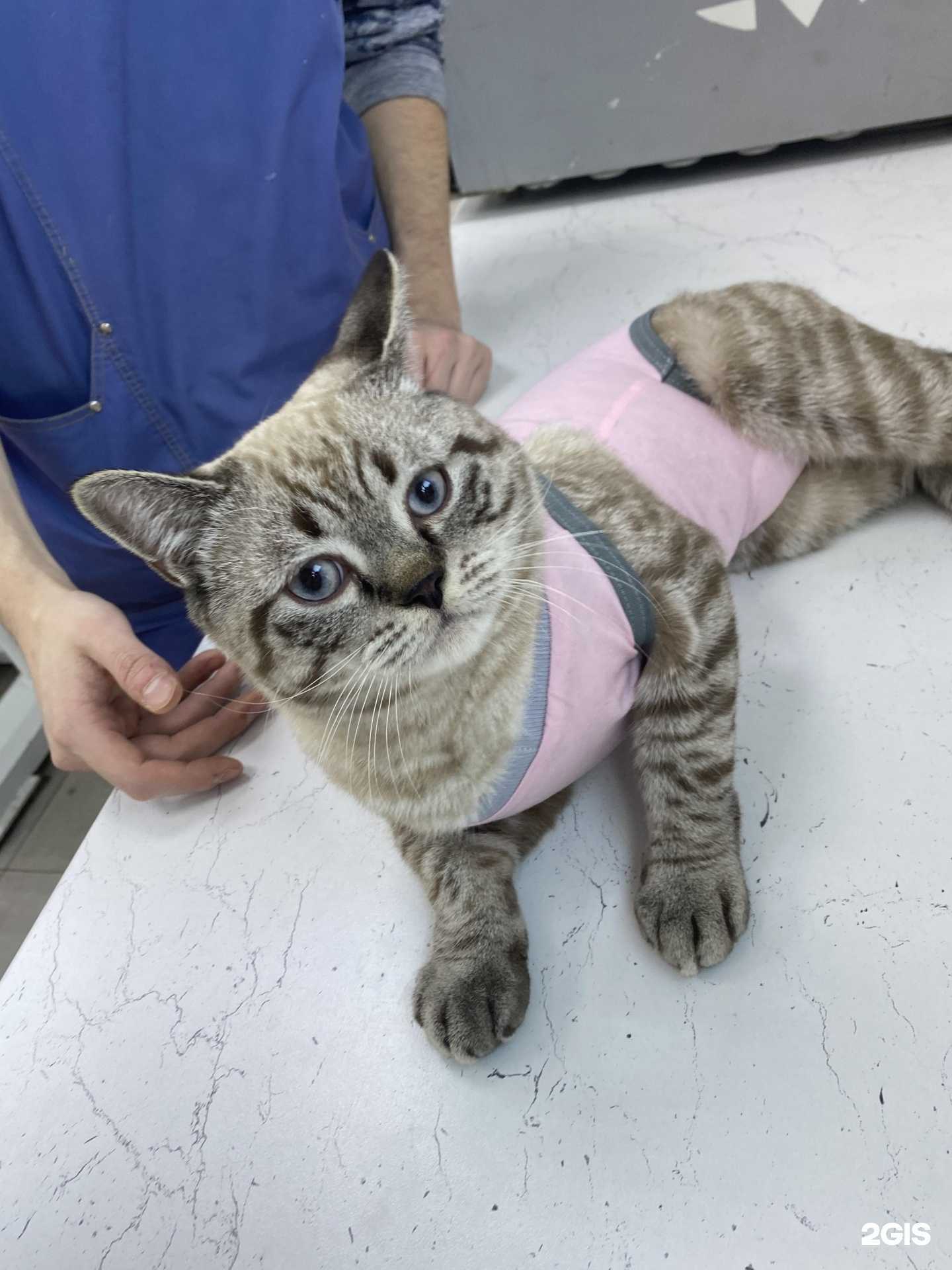 Отзывы на компанию Лапка в г. Ростов-на-Дону c фото