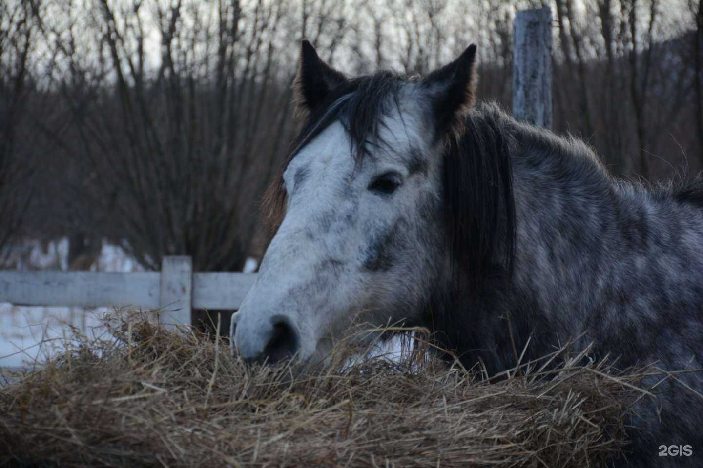 Отзывы на компанию Лошадки в г. Петропавловск-Камчатский c фото