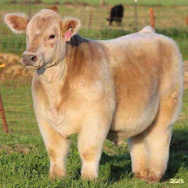 Отзывы на компанию Кошкин двор в Иркутске c фото