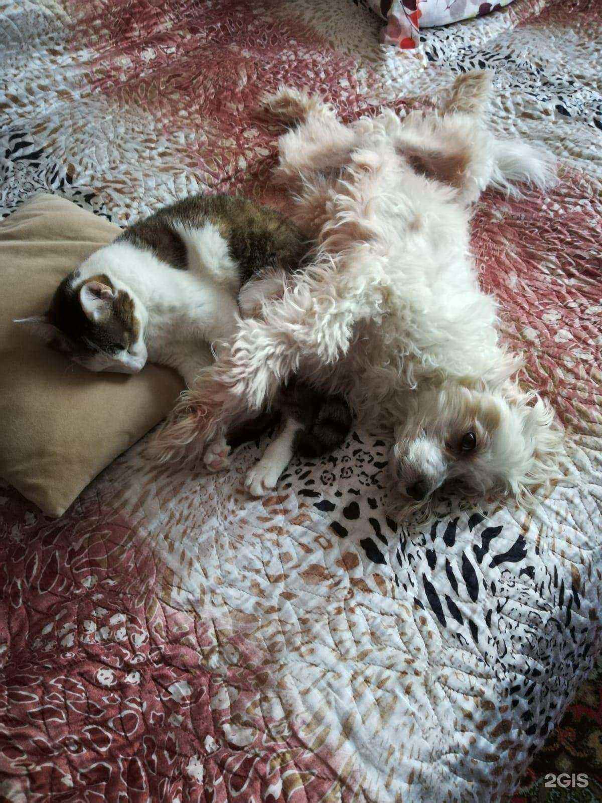 Отзывы на компанию Ветлекарь в г. Новосибирск c фото